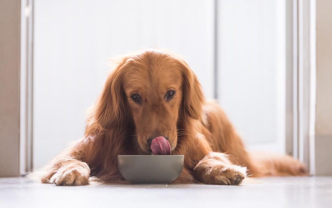 Quelle alimentation pour un chien diabétique ?