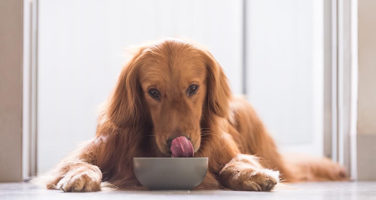 Quelle alimentation pour un chien diabétique ?