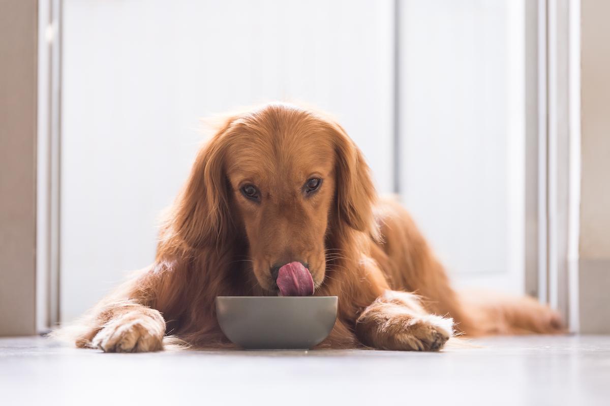 Quelle alimentation pour un chien diabétique ?