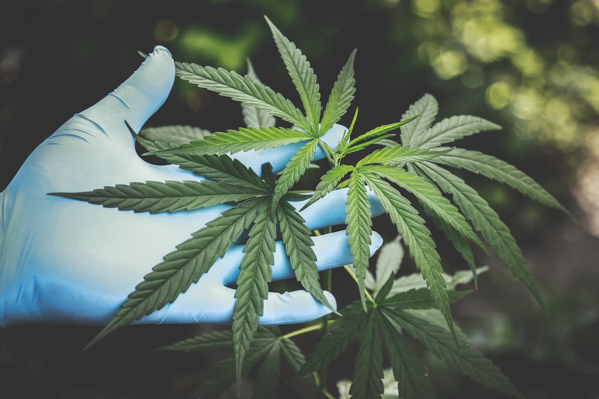 Le lien entre le CBD et le sport : les bénéfices potentiels