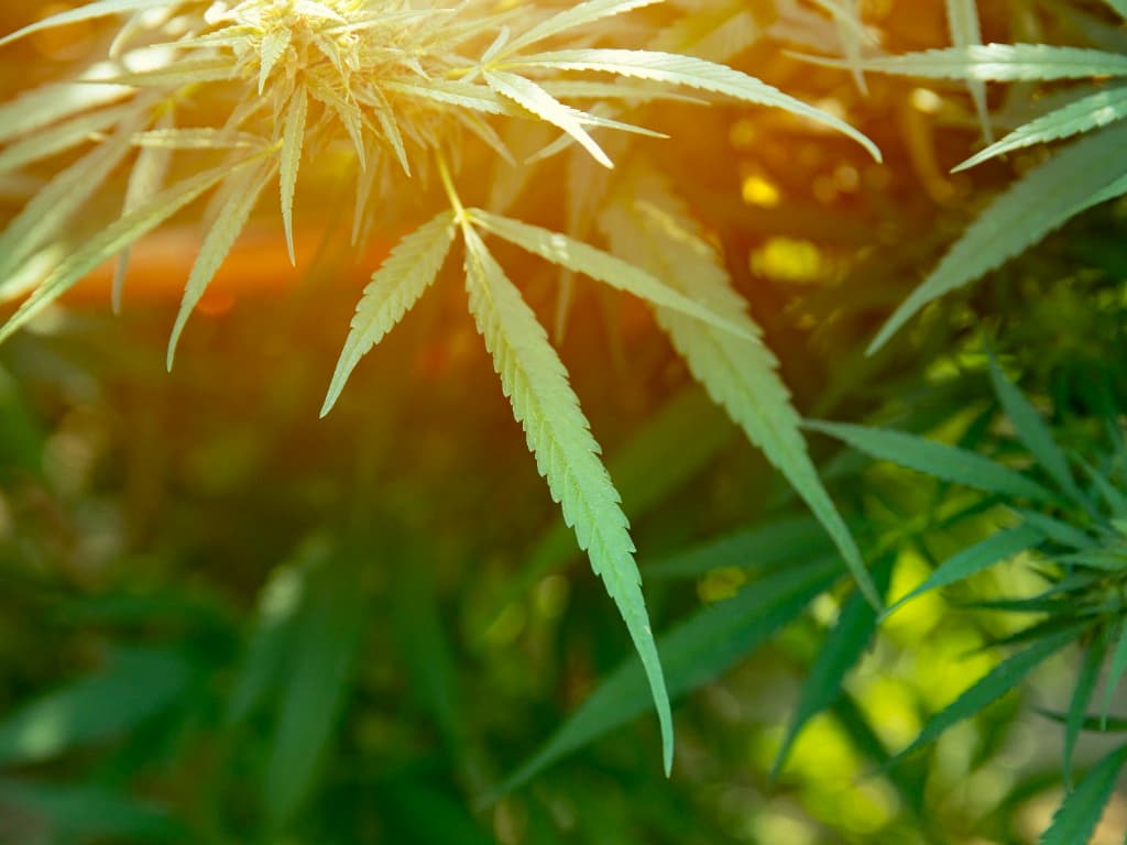 Fleur de CBD : pourquoi et comment la consommer ?