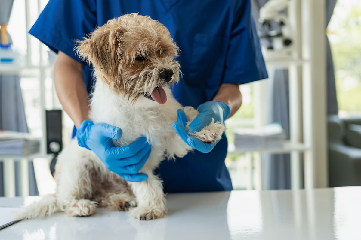 Les soins à apporter à son chien senior pour une vieillesse en bonne santé